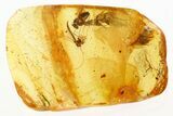 Fossil Fly and True Midge in Baltic Amber #284657-1